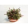 thumbnail image 6 of 250 Green Tulsi HOLY BASIL Ocimum Sanctum Tenuiflorum Herb Flower Seeds, 6 of 8
