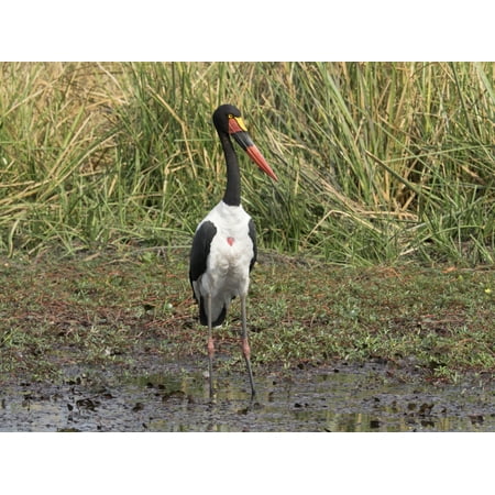 - Saddle Billed Stork (Ephippiorhynchus senegalensis) Linyanti Concession Ngamiland Botswana Canvas Art - Panoramic Images (12 x 16)