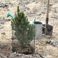 thumbnail image 3 of Clearance! Under$5 Round Plant Protector from Animals,6 Pack 12'' x 12'' Metal Plant Cages,Metal Mesh to Keep Animals Out, Garden Protection Bunny Barricades, Wire Plant Protectors, 3 of 6