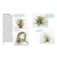 thumbnail image 5 of Air Plants - Paperback, 5 of 6