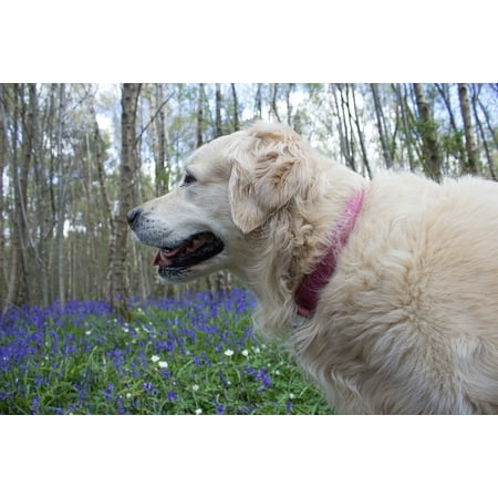 - Peel-n-Stick Poster of Woodland Blue Woods Spring Bluebells English Poster 24x16 Adhesive Sticker Poster Print