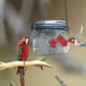 thumbnail image 2 of Comedero colgante para colibríes con tres puertos portátiles, 2 of 5