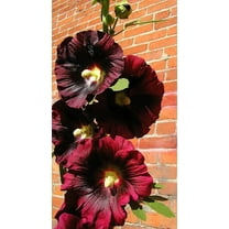 25 BURGUNDY RED HOLLYHOCK Alcea Rosea Flower Seeds Perennial