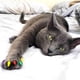thumbnail image 5 of 200 puntas para cubiertas de garras de gato con adhesivos y aplicadores (L), 5 of 8