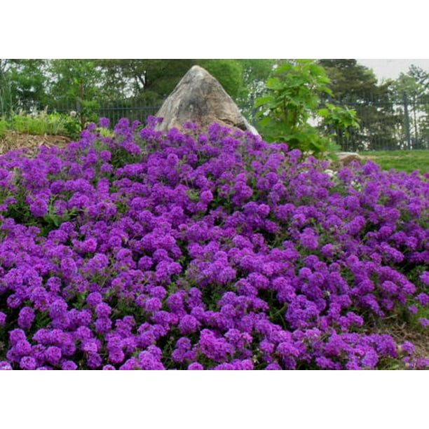 Purple ground. Purple ground