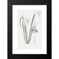 thumbnail image 2 of William Rickatson Dykes 13x18 Black Modern Framed Museum Art Print Titled - Iris Unguiccia (1913), 2 of 5