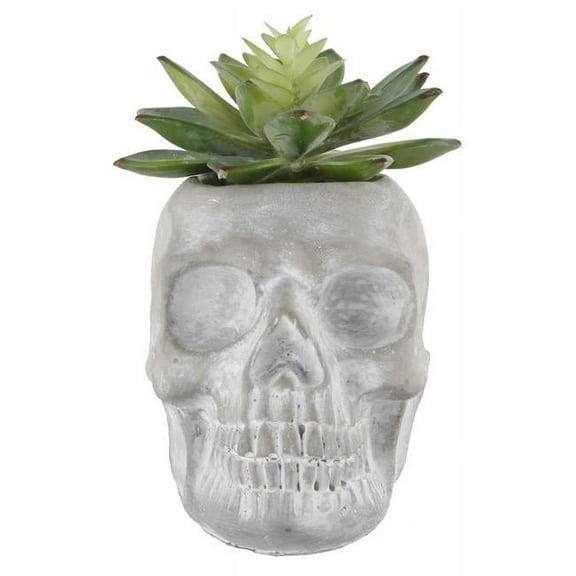 Flora Bunda 5X3.2 Succ In  Cement Sugar Skull, Grey, E Pack