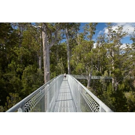 AirWalk Paths Tahune Forest Tasmania Australia Canvas Art - David Wall DanitaDelimont (36 x 24)
