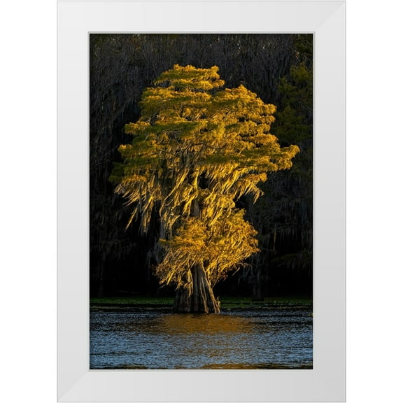 Jones, Adam 11x14 White Modern Wood Framed Museum Art Print Titled - Bald cypress trees in autumn colors at sunset Caddo Lake-Uncertain-Texas