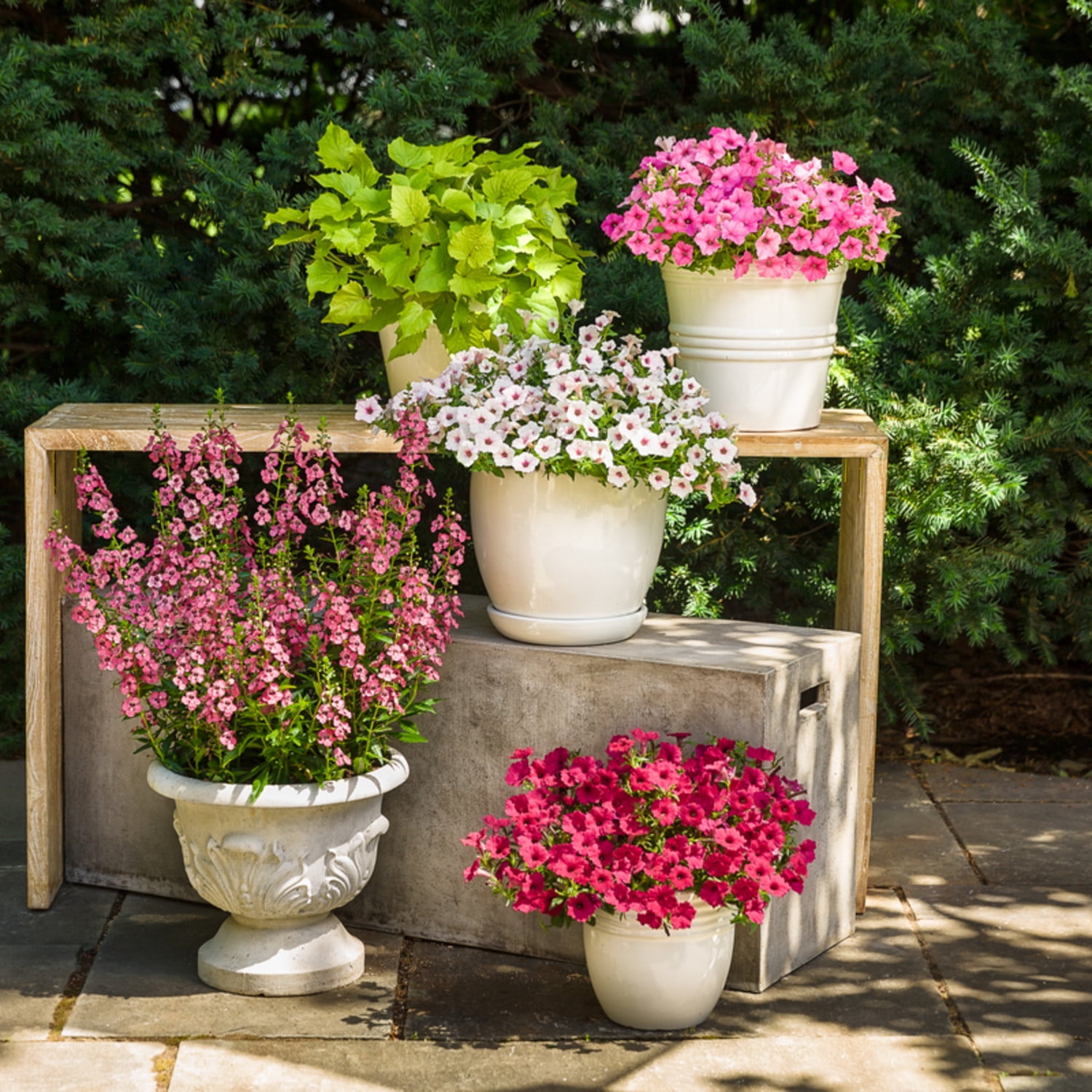Proven Winners 8" Angelface Perfectly Pink Summer Snapdragon Live Plant in 6.5" Pot