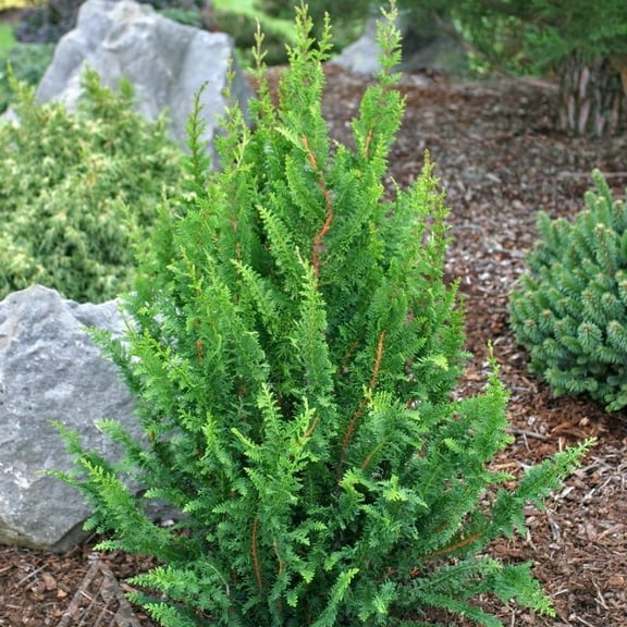 Fernspray Hinoki Falsecypress–Unique Evergreen–Textured Foliage 3 Gallon