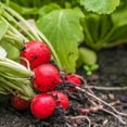 thumbnail image 4 of The Old Farmer's Almanac Organic Cherry Belle Radish Seeds - Premium Non-GMO, Open Pollinated, USA Origin, Heirloom, Vegetable Seeds - 6 Grams, 4 of 7
