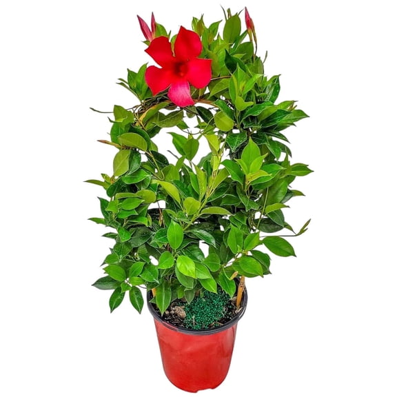 Tropical Plants of Florida 18" to 20" Pretty Red Dipladenia Flower Plant on a Starter Trellis; Live Plant