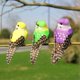 thumbnail image 5 of 12 piezas de pájaros artificiales simulados Nikou Decoración de bodas y hogares, 5 of 11