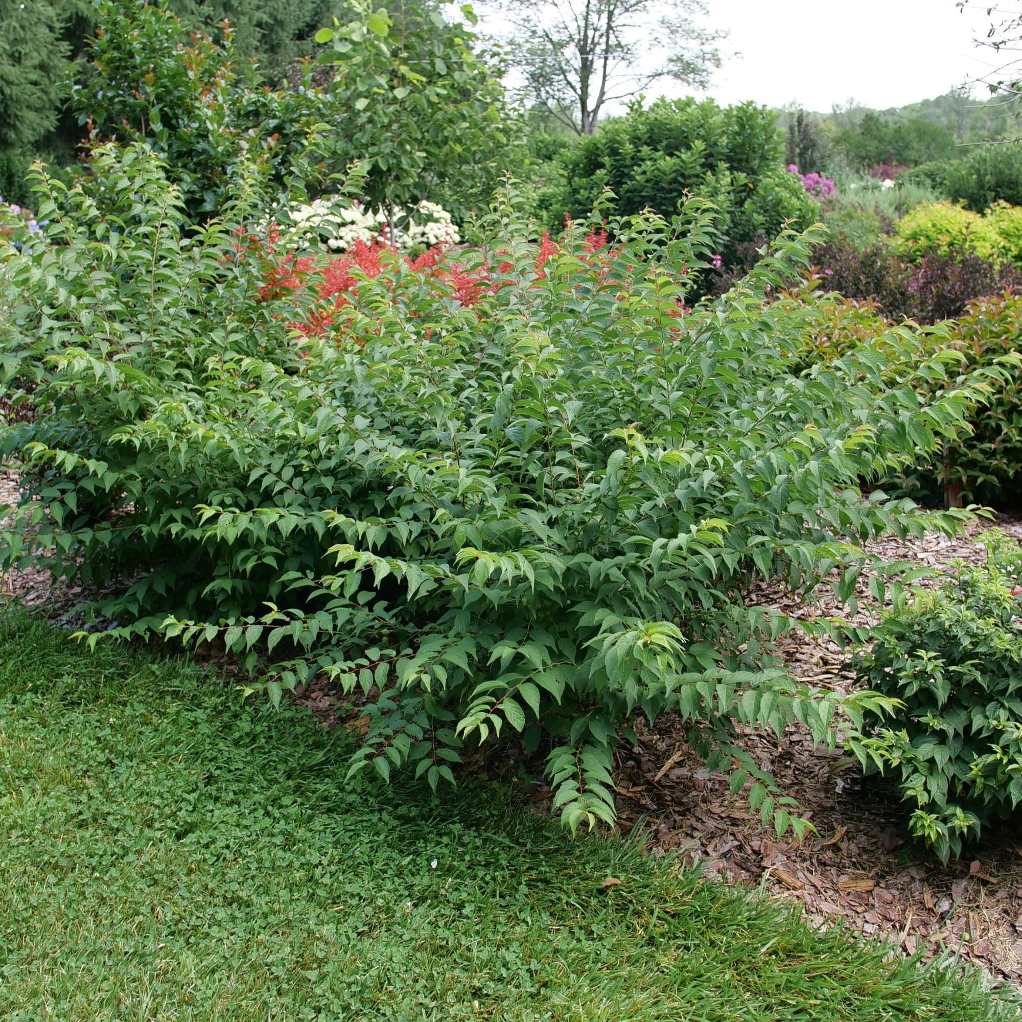 Proven Winners ColorChoice 5" Easy As Pie Bush Cherry Live Plant in 4.5" Pot (4 Count)
