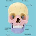 thumbnail image 3 of CHUANK Anatomy Skull Model  Human Anatomy Skull Puzzle  Detachable Mini Human Skull Model  Clinic Teaching, 3 of 6