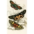 thumbnail image 2 of James Duncan 10x14 Gold Ornate Wood Frame and Double Matted Museum Art Print Titled - Agarista Picta, Eusemia Lectrix, Eusemia Maculatrix (1833), 2 of 4