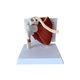 thumbnail image 1 of Shoulder Joint Model - Human Shoulder Joint With Muscle Anatomy Model, 1 of 4