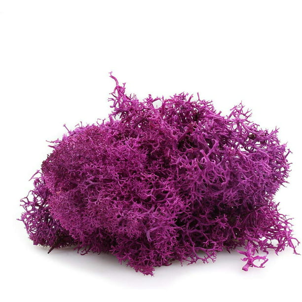 1 LB Bright Fuchsia Preserved Reindeer Moss - Indoor Outdoor for Potted ...