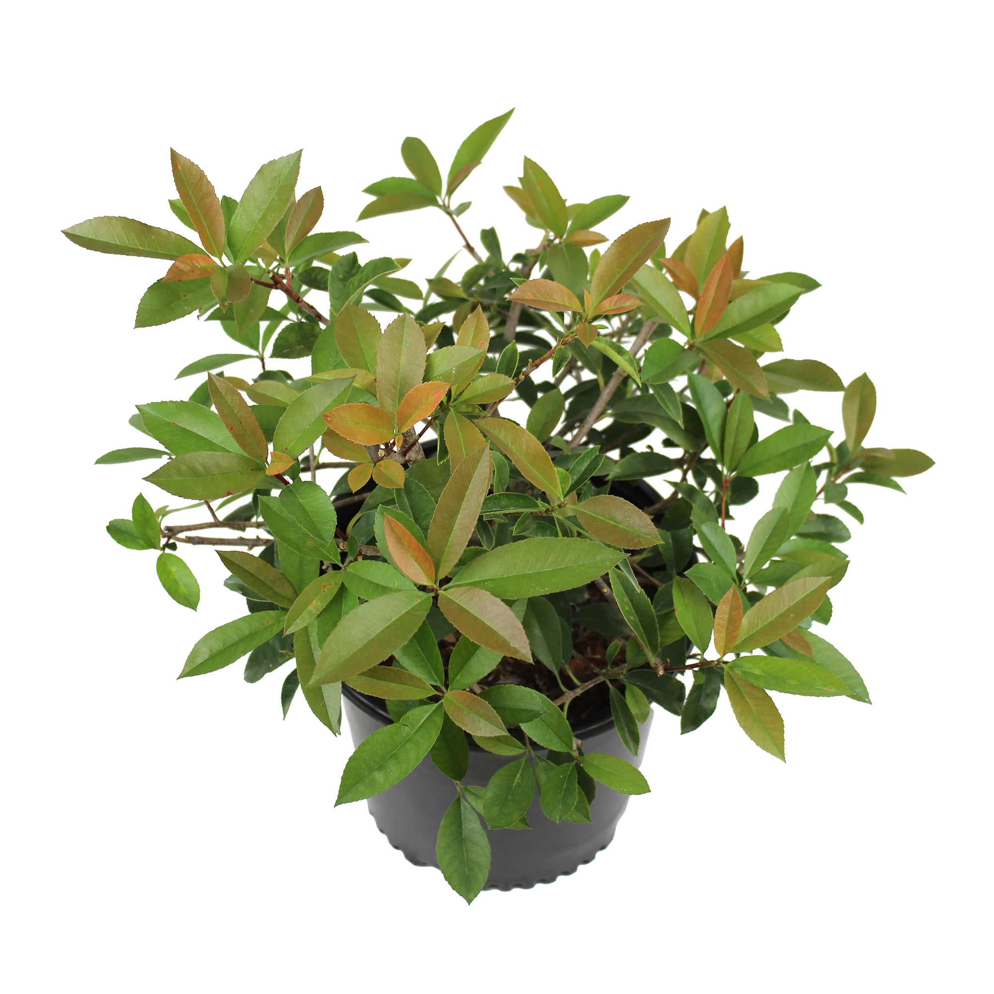Expert Gardener Red Robin Photinia, 18-24 Tall, Live Shrubs for Garden, 2.25 gal Pot, Full Sun