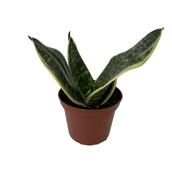 Ocean Star Birdsnest Snake Plant - Sansevieria - 2.5" Pot
