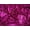 Cerise Pink, variant on Minerva Hologram Sequin Mesh Fabric Rust - per yard