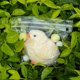 thumbnail image 4 of Juguete antiestrés de gallina squishy hecho a mano Gberlczz, 4 of 7
