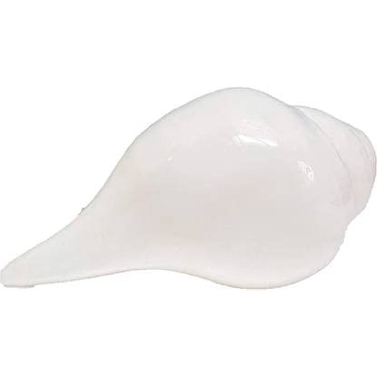 Original Lakshmi Sacred Sangu Conch Shell Shankh for Pooja Blowing