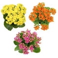 thumbnail image 2 of Element Live Plant Kalanchoe Blossfeldiana Succulent Color Succulent in 4in Pot, 2 of 7