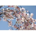 thumbnail image 2 of Silk Cherry Blossom Branches 58in.  20in. Wide Individual Silk Cherry Blossoms Range From 1in. To 1-1/2in., 2 of 4