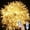 Warm White, variant on Christmas Lights,3M 20LED Fairy Lights Indoor Fairy Lights Indoor Outdoor Rope Fairy String Lights USB Powered with Remote