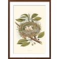 thumbnail image 2 of Art.com Kingbird Nest and Eggs Art Print, Brown Frame Wall Art, 21" x 29", 2 of 5