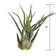 thumbnail image 2 of ragnaroc Air Plants - Tillandsia Pruinosa, Large 3-5" - 1ct - Live Arrival Guaranteed - House Plants for Home Decor & Gift, 2 of 6