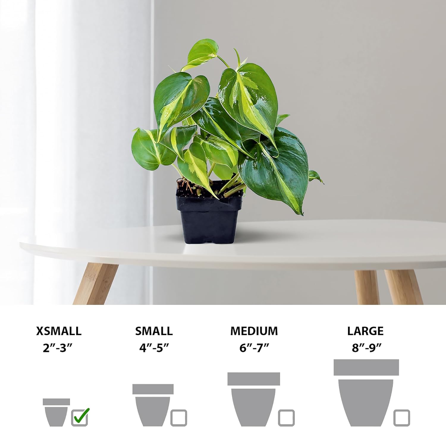 6 Pack Live Brazilian Philodendron Scandens Brazil, Philodendron Live Plant Bundle in 3 Inch Pots, Philodendron Brasil Houseplants, Variegated Indoor Live Plants
