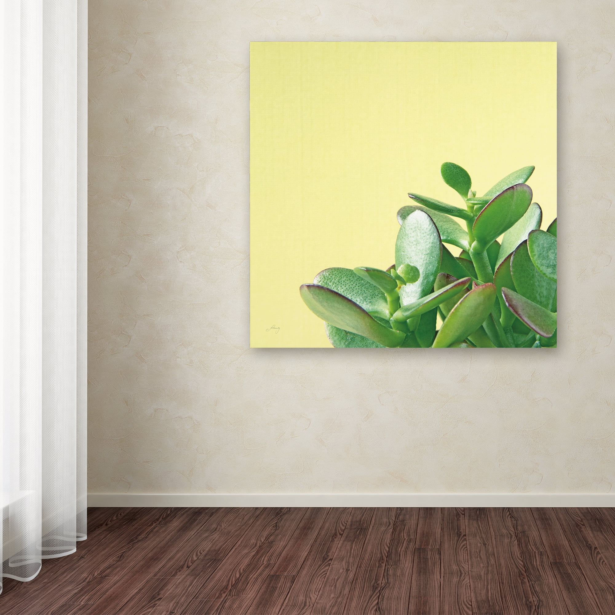 Trademark Fine Art 'Succulent Simplicity IV' Canvas Art by Felicity Bradley