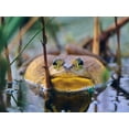 thumbnail image 2 of Fitzharris, Tim 32x25 White Modern Wood Framed Museum Art Print Titled - Bull Frog, 2 of 4