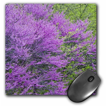 3dRose Redbud trees in full spring bloom near Defiance Ohio - US36 CHA0032 - Chuck Haney, Mouse Pad, 8 by 8 inches