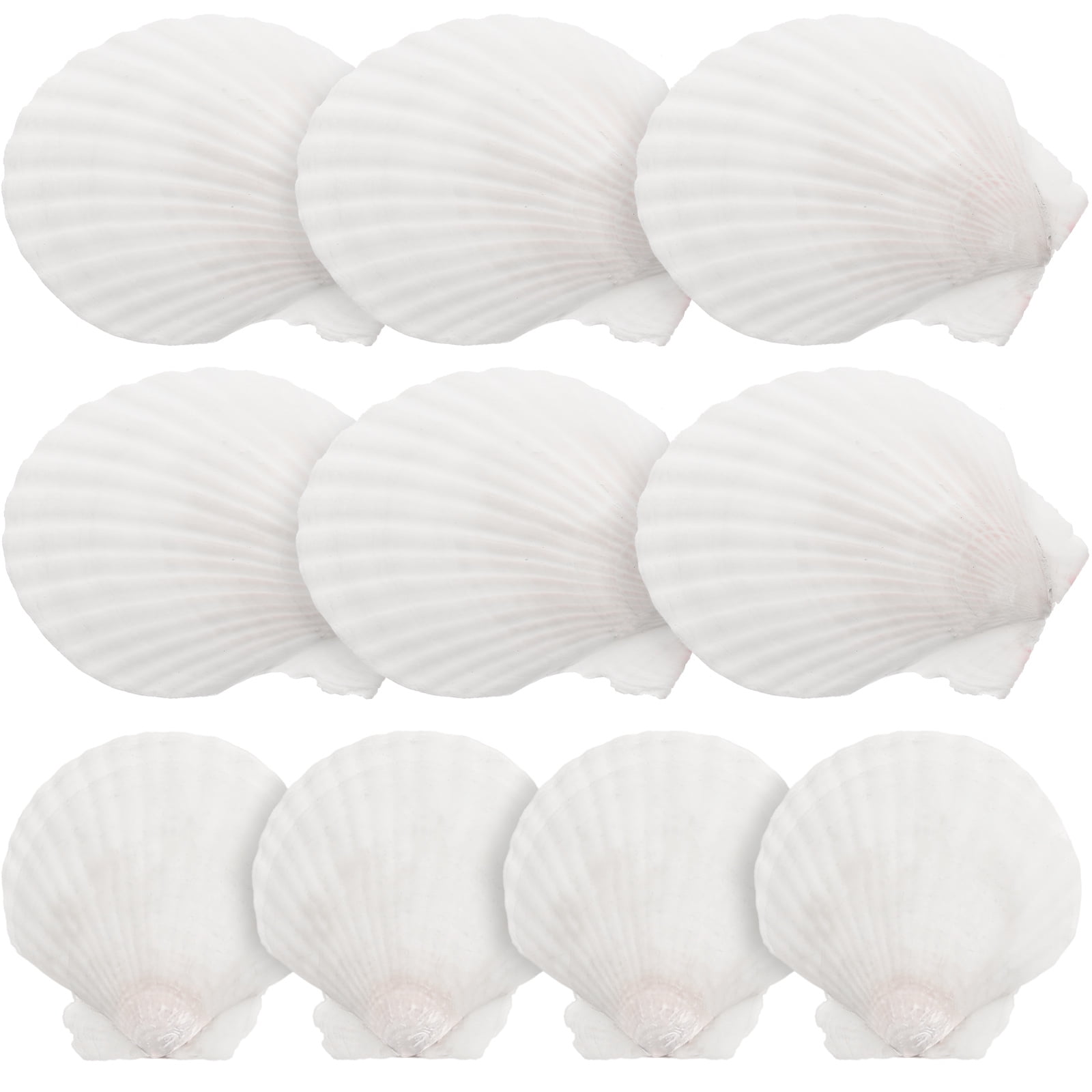 10pcs White Scallops Shell Seashells Large Natural Shell Embellishment