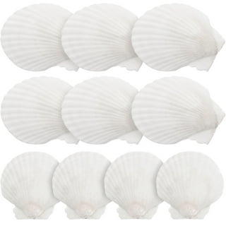 Set of 12 Large Real Baking Scallop Shells (4 - 4 3/8) for Cooking,  Baking, Serving Food Beach Crafts and Coastal Decor 