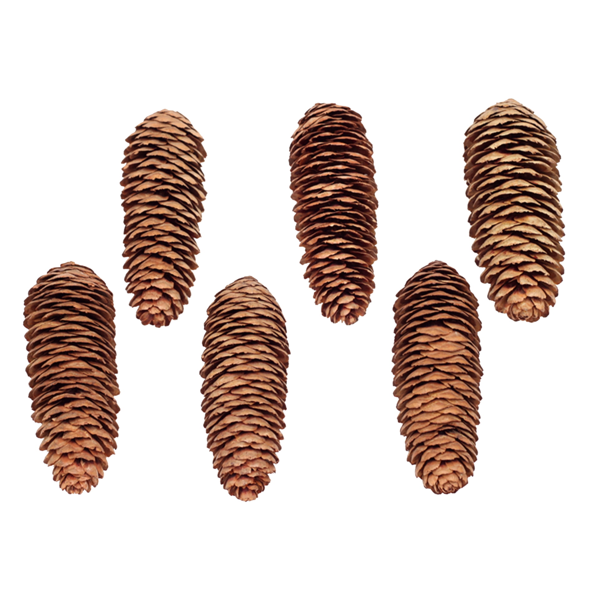 CRAFTS & DECORATION 4" PLUS IN LENGTH EIGHT NATURAL LARGE LONG PINE CONES 