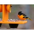 thumbnail image 2 of Amish-Made Oriole Bird Feeder, Double-Cup Jelly Oriole Feeder with Pegs for Orange Halves Orange/Black, 2 of 9