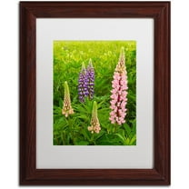 Trademark Fine Art "Lupine Family" Canvas Art by Michael Blanchette Photography White Matte, Wood Frame