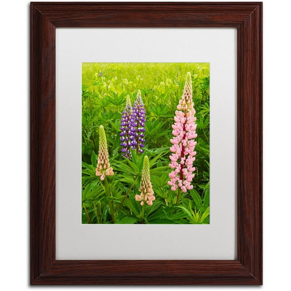 Trademark Fine Art "Lupine Family" Canvas Art by Michael Blanchette Photography White Matte, Wood Frame