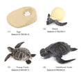 thumbnail image 2 of Simución Modelos de ciclo de animal Biología Ciencia Juguetes A Zulema Figurina del ciclo de crecimiento, 2 of 7