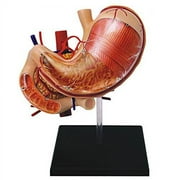 Famemaster 4D-Vision Human Stomach Anatomy Model
