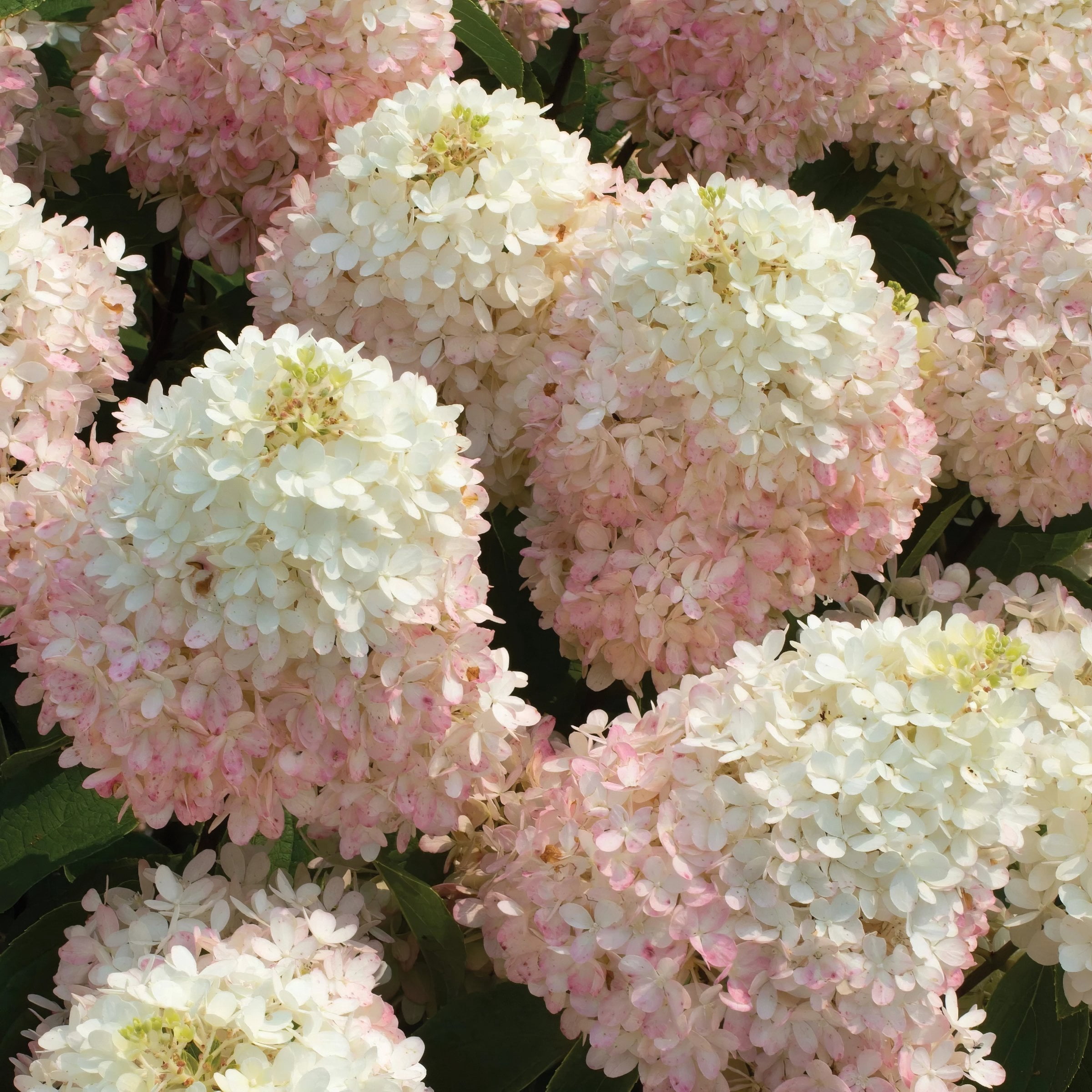 National Plant Network 3 gal Hydrangea Sweet Starlight Live Shrub Full Sun with White and Pink Flowers