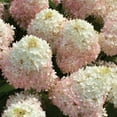 thumbnail image 4 of National Plant Network 3 gal Hydrangea Sweet Starlight Live Shrub Full Sun with White and Pink Flowers, 4 of 8