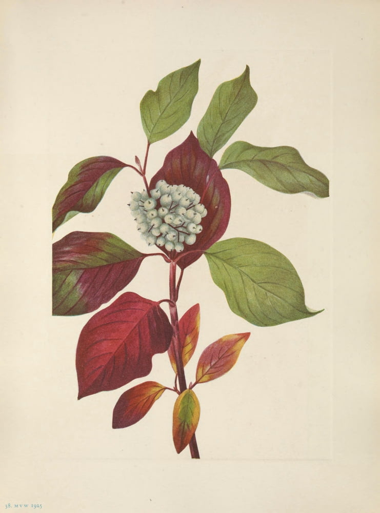 N American Wild Flo