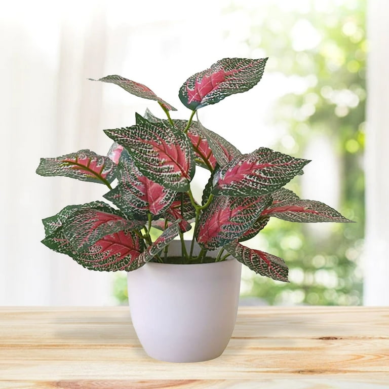 emerald philodendron Philodendron 'Red Emerald' main image 0