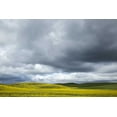 thumbnail image 2 of Flaherty, Dennis 18x13 Black Ornate Wood Framed with Double Matting Museum Art Print Titled - WA, Palouse Canola field on a stormy day, 2 of 4